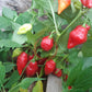 Billy Goat DER TOMATENFLÜSTERER