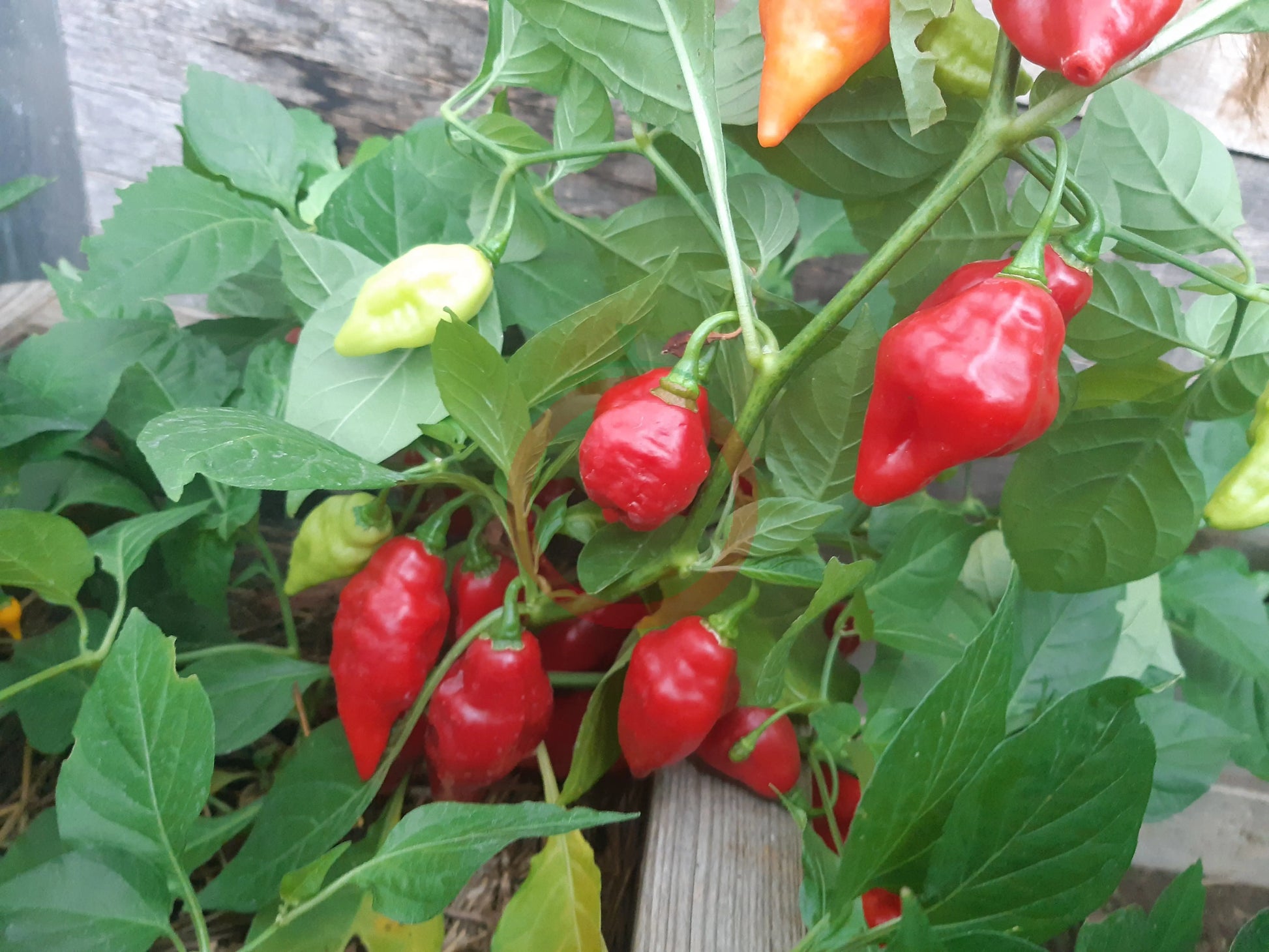 Billy Goat DER TOMATENFLÜSTERER