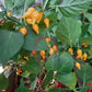Biquinho Airetama DER TOMATENFLÜSTERER