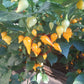 Biquinho Amarelo DER TOMATENFLÜSTERER
