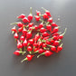 Biquinho Iracema DER TOMATENFLÜSTERER