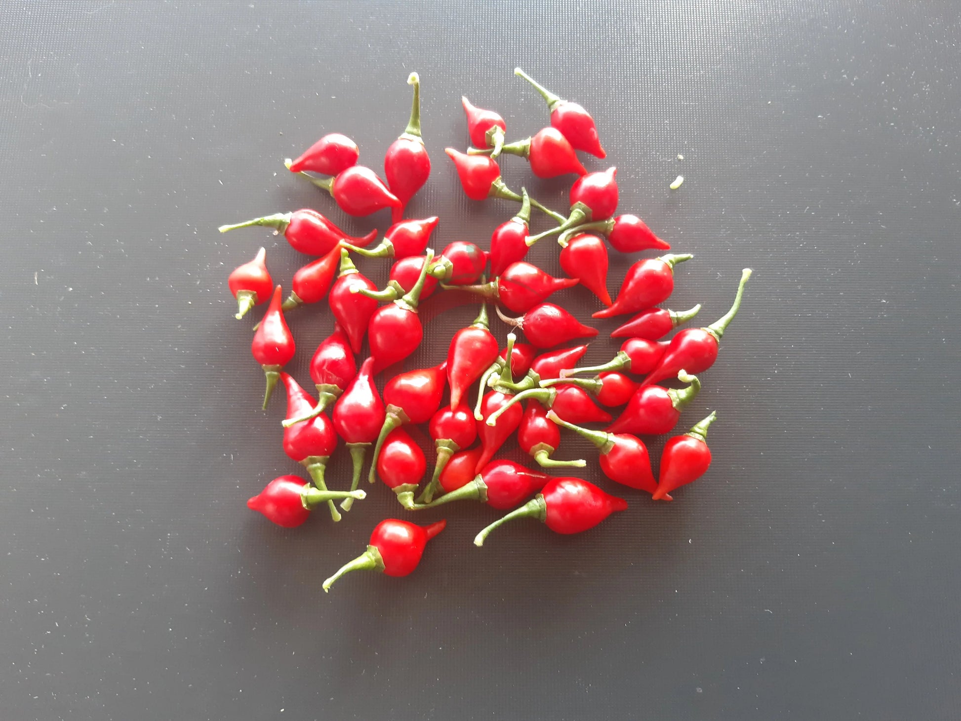 Biquinho Iracema DER TOMATENFLÜSTERER