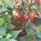 Biquinho Vermehlo DER TOMATENFLÜSTERER