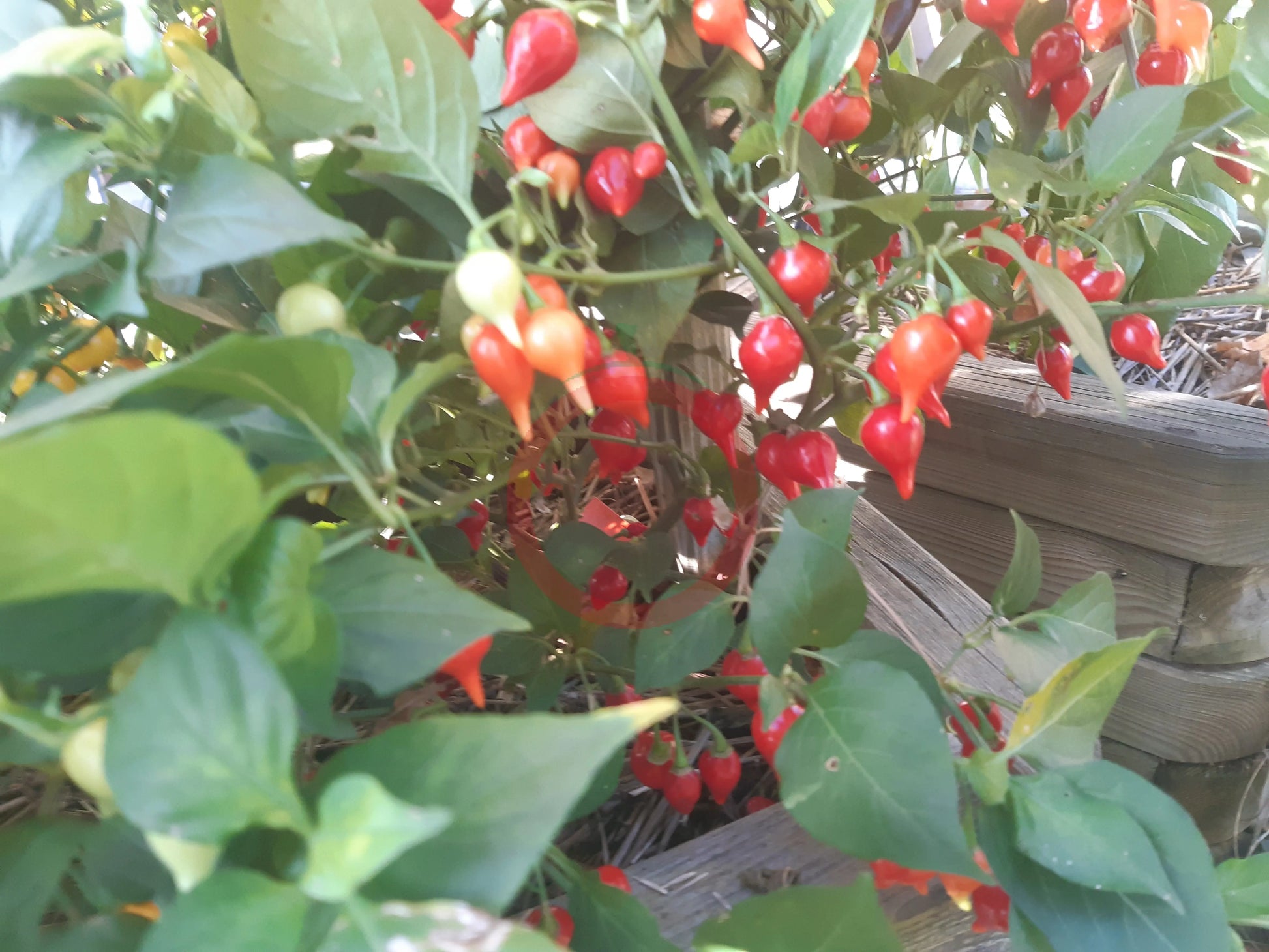 Biquinho Vermehlo DER TOMATENFLÜSTERER