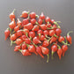 Biquinho Vermehlo DER TOMATENFLÜSTERER