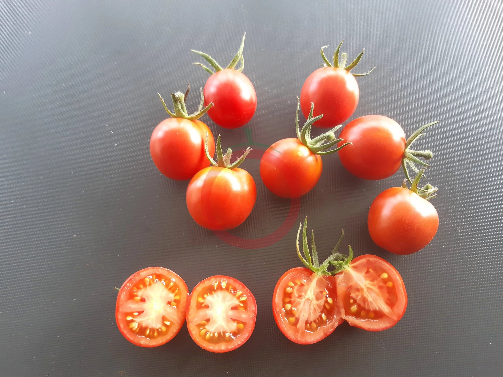 Bison DER TOMATENFLÜSTERER