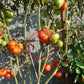 Bistecca Duri DER TOMATENFLÜSTERER