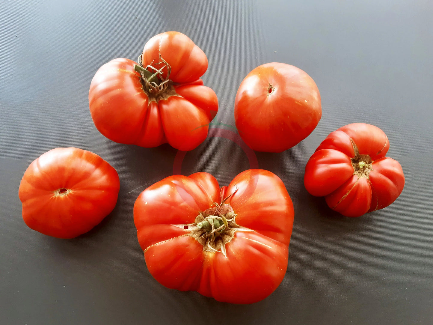 Bistecca Duri DER TOMATENFLÜSTERER