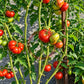 Bistecca Duri DER TOMATENFLÜSTERER