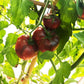 Bizon Chorny DER TOMATENFLÜSTERER