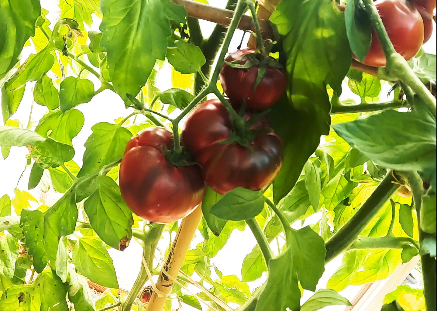 Bizon Chorny DER TOMATENFLÜSTERER