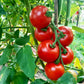 Blaby Special DER TOMATENFLÜSTERER
