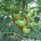 Blaby Special DER TOMATENFLÜSTERER