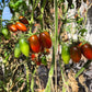 Black Casady DER TOMATENFLÜSTERER