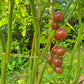 Black Cherry DER TOMATENFLÜSTERER