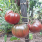 Black Elephant DER TOMATENFLÜSTERER