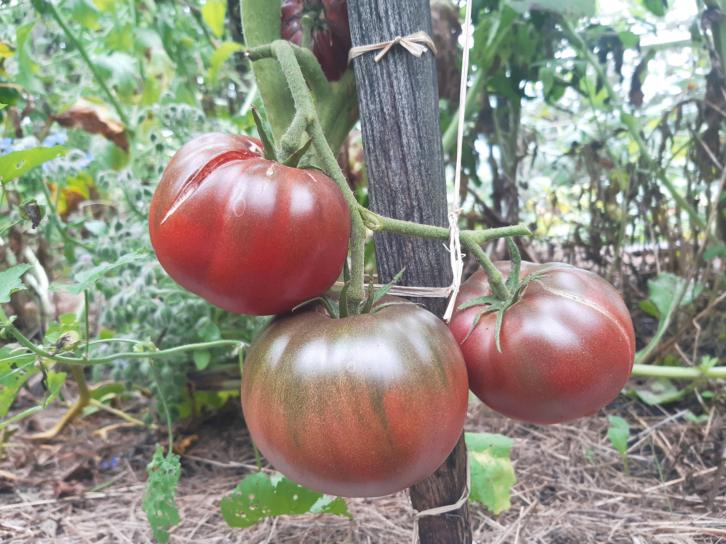 Black Elephant DER TOMATENFLÜSTERER
