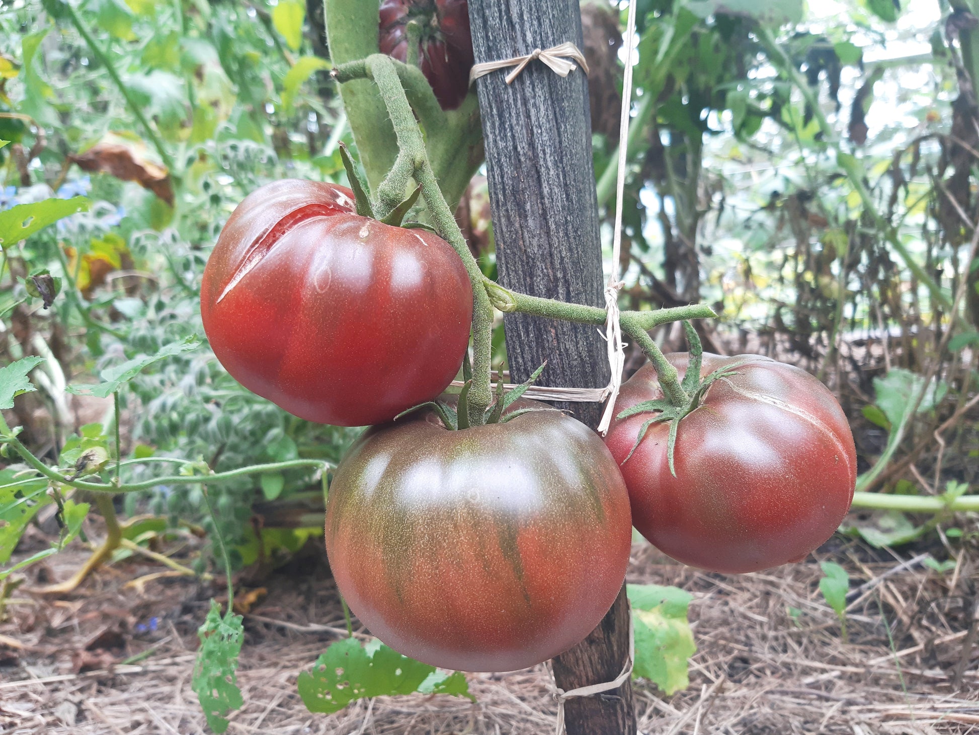 Black Elephant DER TOMATENFLÜSTERER