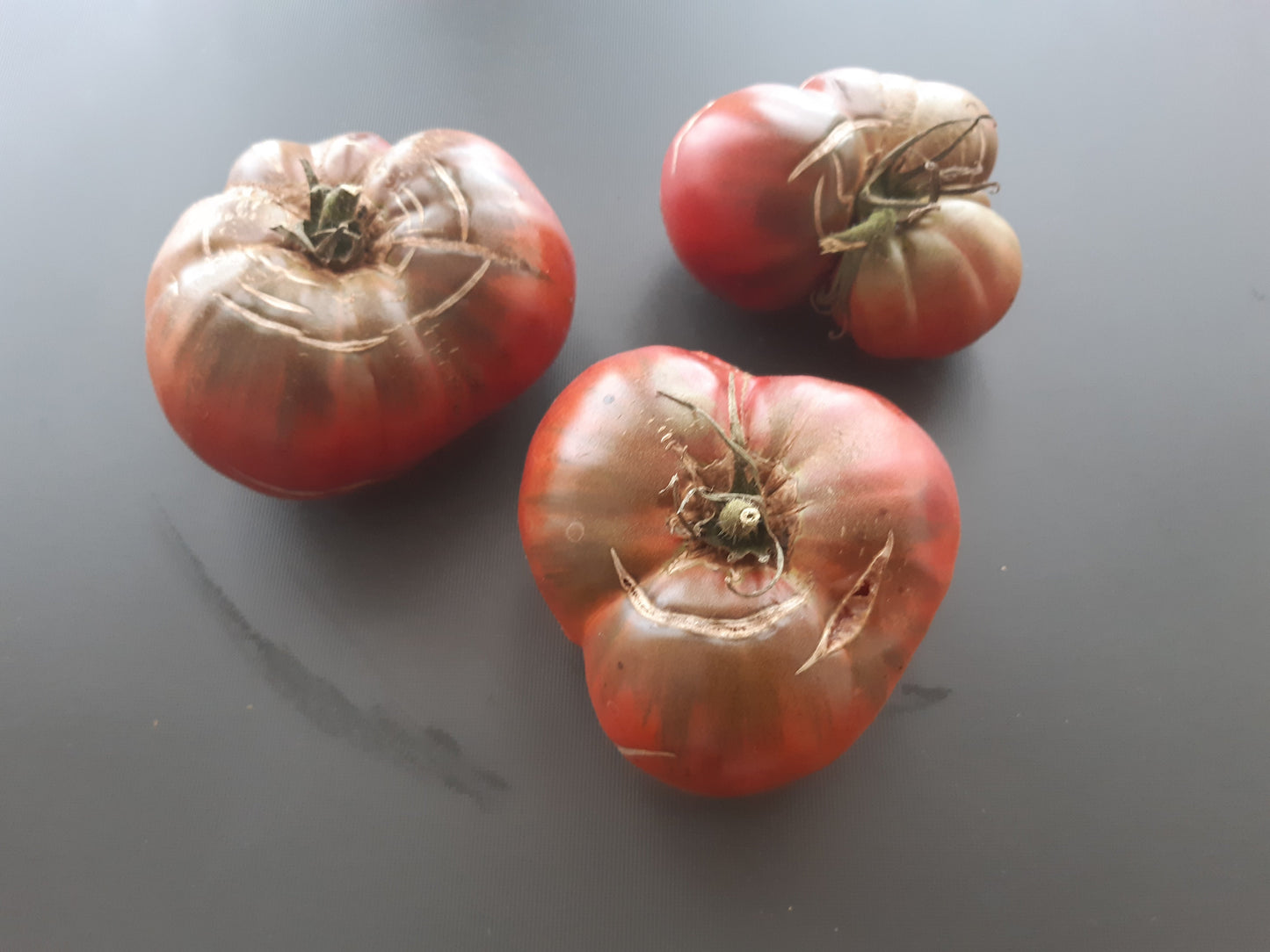 Black Elephant DER TOMATENFLÜSTERER