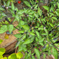 Black Fire DER TOMATENFLÜSTERER