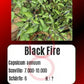 Black Fire DER TOMATENFLÜSTERER