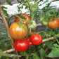 Black Hawk DER TOMATENFLÜSTERER