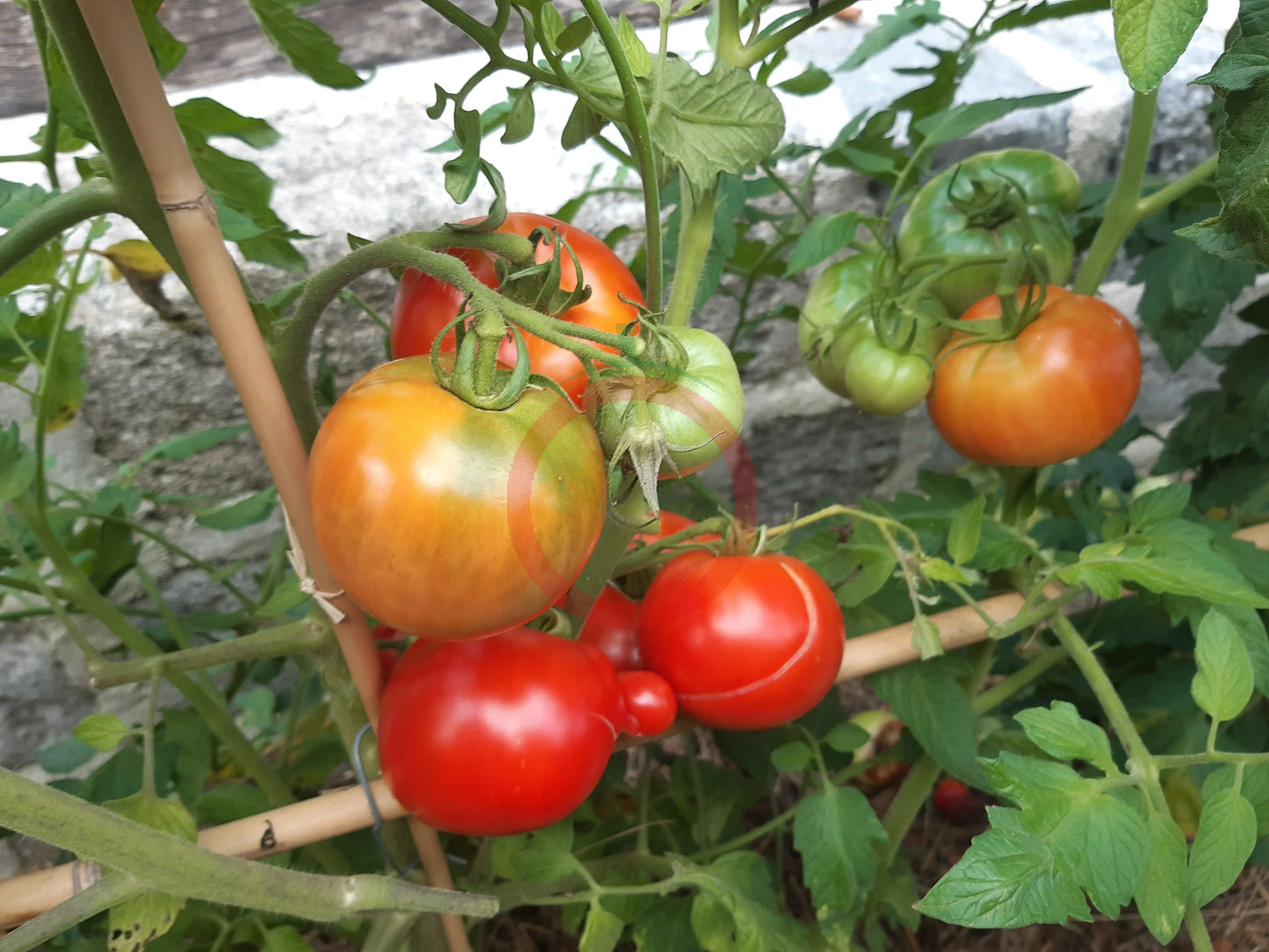 Black Hawk DER TOMATENFLÜSTERER