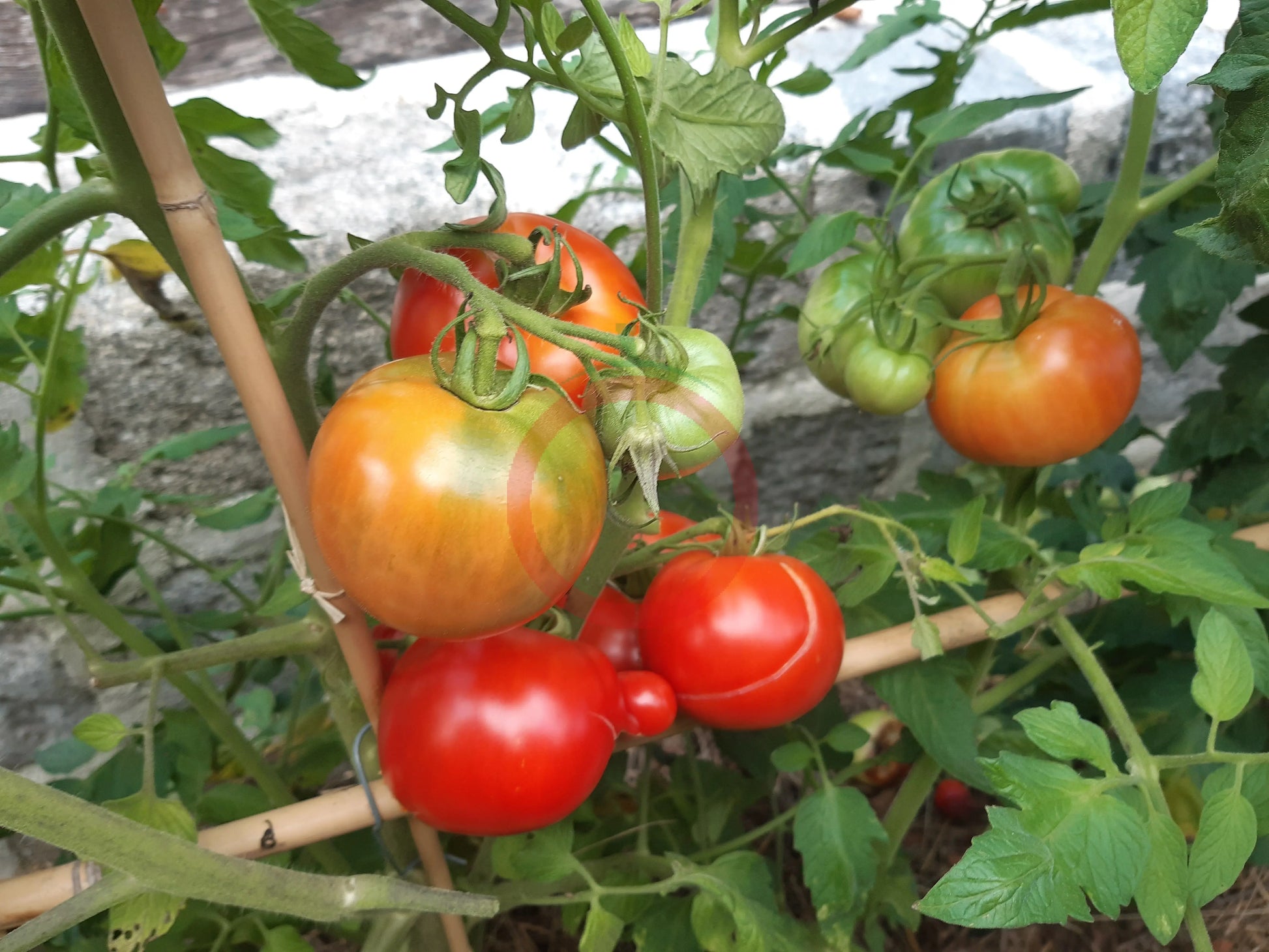 Black Hawk DER TOMATENFLÜSTERER