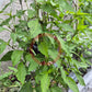 Black Hungarian DER TOMATENFLÜSTERER