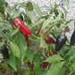 Black Hungarian DER TOMATENFLÜSTERER