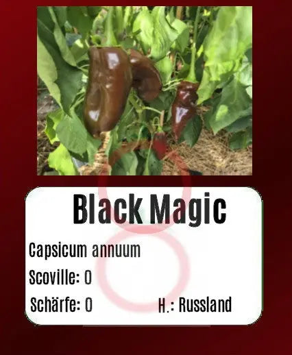 Black Magic DER TOMATENFLÜSTERER
