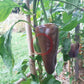 Black Magic DER TOMATENFLÜSTERER