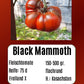Black Mammoth DER TOMATENFLÜSTERER