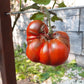 Black Mammoth DER TOMATENFLÜSTERER