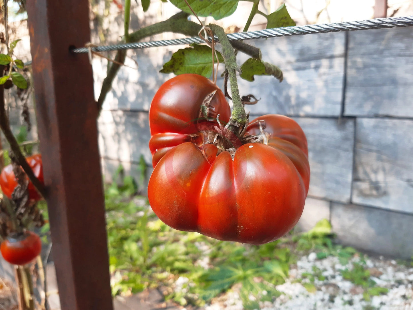 Black Mammoth DER TOMATENFLÜSTERER