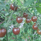 Black Opal DER TOMATENFLÜSTERER