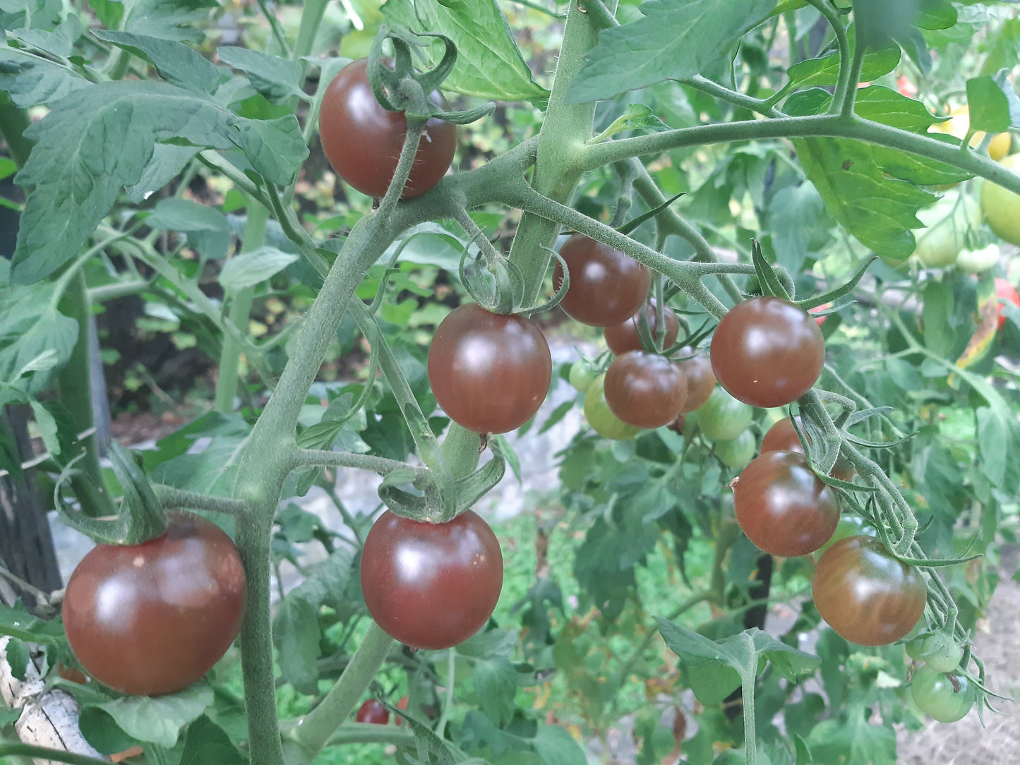 Black Opal DER TOMATENFLÜSTERER