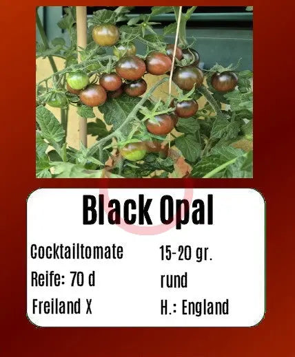 Black Opal DER TOMATENFLÜSTERER