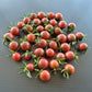 Black Opal DER TOMATENFLÜSTERER