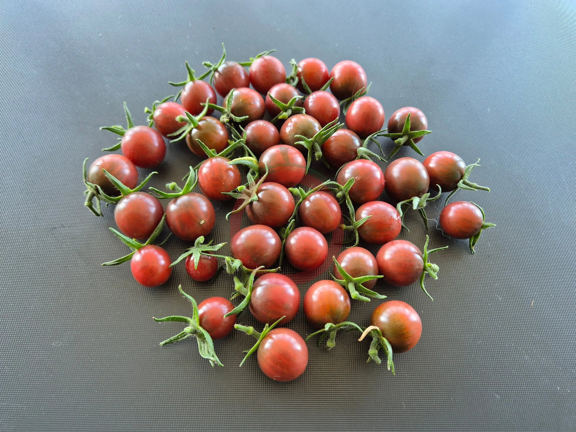 Black Opal DER TOMATENFLÜSTERER