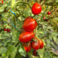 Black Plum DER TOMATENFLÜSTERER