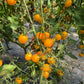 Blondköpfchen DER TOMATENFLÜSTERER