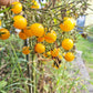 Blondköpfchen DER TOMATENFLÜSTERER