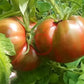 Blood Moon DER TOMATENFLÜSTERER