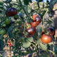 Blue Zebra DER TOMATENFLÜSTERER