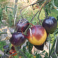 Blues on a Platter DER TOMATENFLÜSTERER