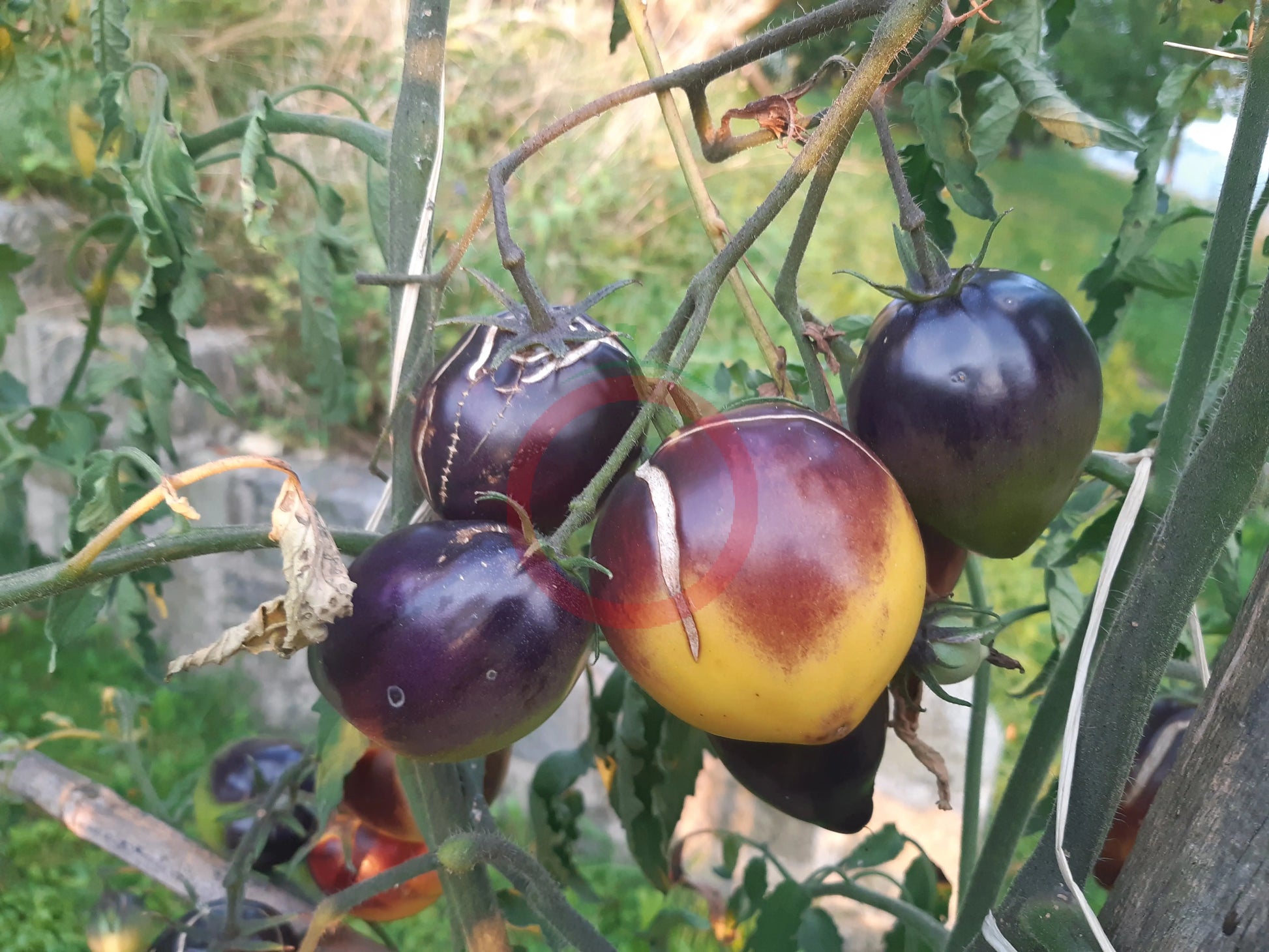 Blues on a Platter DER TOMATENFLÜSTERER
