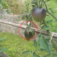 Blues on a Platter DER TOMATENFLÜSTERER