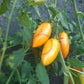Blush 2.0 DER TOMATENFLÜSTERER