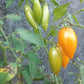 Blush 2.0 DER TOMATENFLÜSTERER